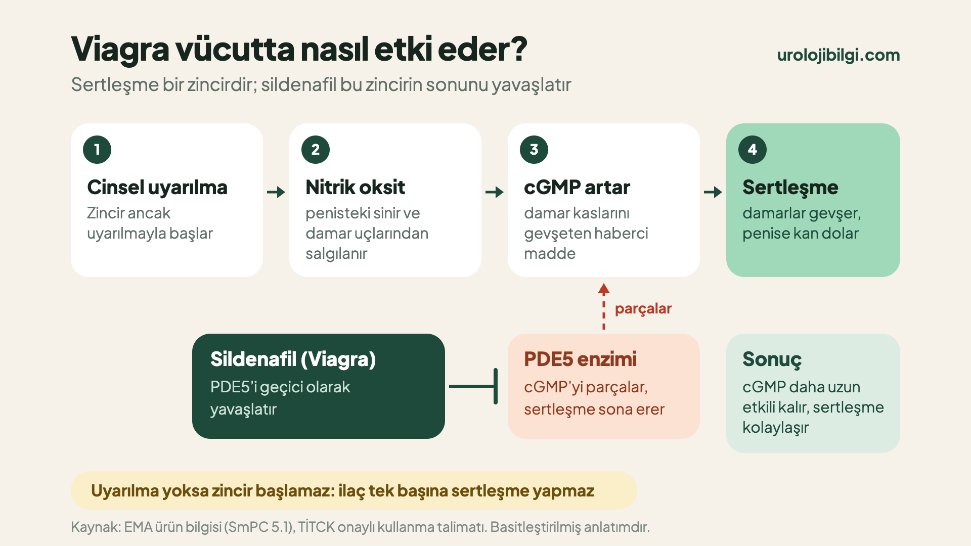 Viagra’nın etki mekanizması şeması: cinsel uyarılmayla nitrik oksit salgılanır, cGMP artar, damarlar gevşer ve sertleşme olur. PDE5 enzimi cGMP’yi parçalayarak sertleşmeyi bitirir; sildenafil PDE5’i geçici olarak yavaşlatır. Uyarılma olmadan ilaç tek başına sertleşme yapmaz.